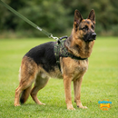 Colete com Guia Retrátil para Cães para Passeios com Liberdade