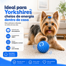 Bolinha Anti-Agito Yorkshire™ | Brinquedo Interativo Recarregável