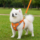 Colete Spitz Comfort™ — Um Passeio Calmo Começa Aqui