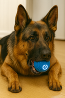 Bola de Brinquedo Elétrica para Pastor Alemão