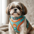 Colete Imperial Shih - Passeios com mais conforto, elegância e segurança para o seu Shih-Tzu