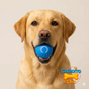 Bola de Brinquedo Elétrica para LABRAODRES
