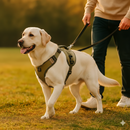 Colete Peitoral  Labrador Premium™ – Segurança & Estilo para Cães