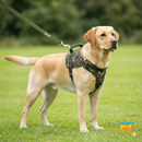 Colete Peitoral Ortopédico para Labrador