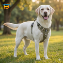 Colete Peitoral  Labrador Premium™ – Segurança & Estilo para Cães