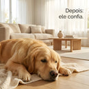 Escova Vaporizada SoftSteam para Goldens